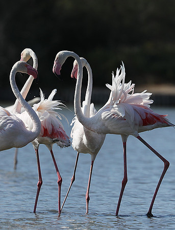 Pont de Cau - Camargue