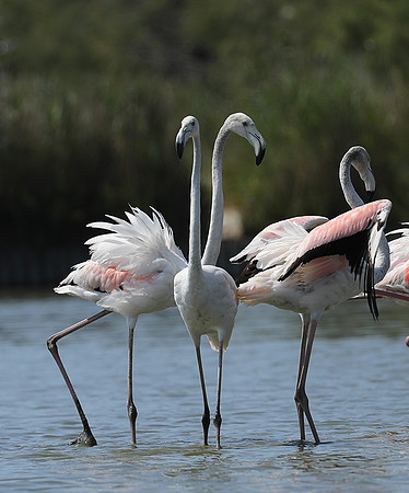 Pont de Cau - Camargue