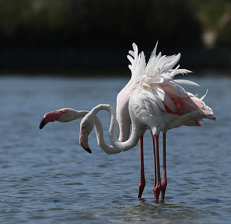 Pont de Cau - Camargue