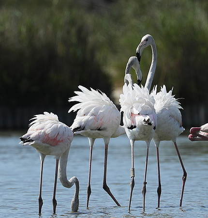 Pont de Cau - Camargue