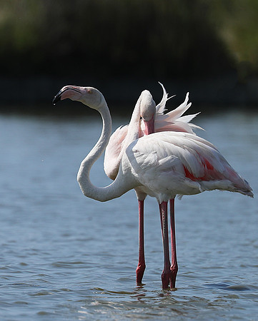 Pont de Cau - Camargue