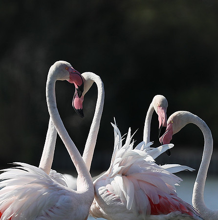 Pont de Cau - Camargue