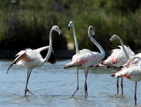 Pont de Cau - Camargue