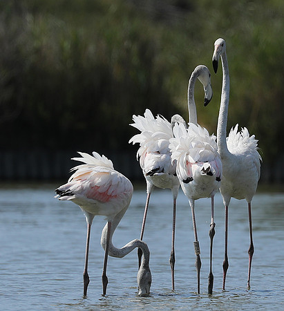 Pont de Cau - Camargue