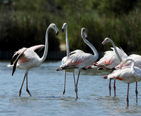 Pont de Cau - Camargue