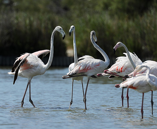 Pont de Cau - Camargue