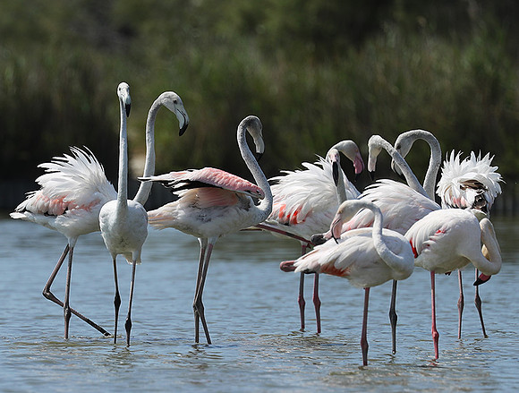 Pont de Cau - Camargue