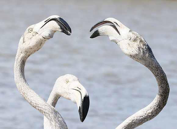 Flamingos - Pont de Cau - Camargue
