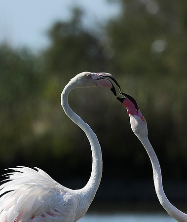 Pont de Cau - Camargue