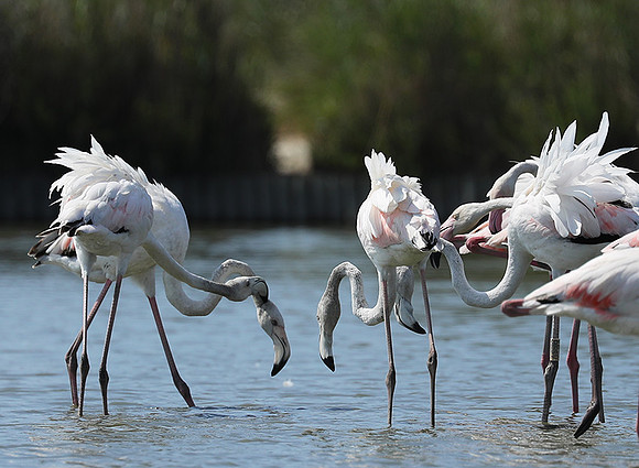 Pont de Cau - Camargue