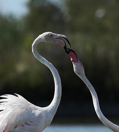 Pont de Cau - Camargue