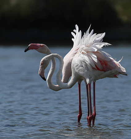 Pont de Cau - Camargue