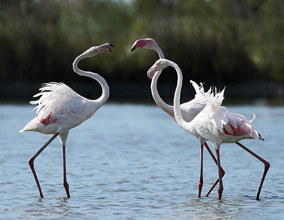 Pont de Cau - Camargue