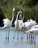 Pont de Cau - Camargue