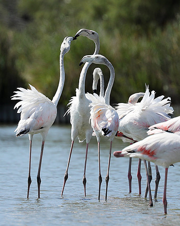 Pont de Cau - Camargue