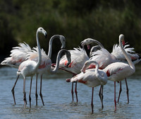 Pont de Cau - Camargue