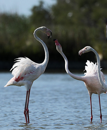 Pont de Cau - Camargue