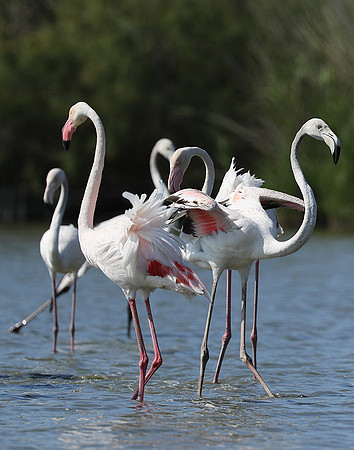 Pont de Cau - Camargue