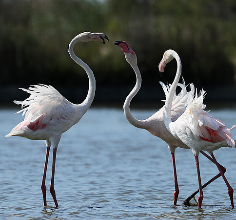 Pont de Cau - Camargue