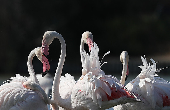 Pont de Cau - Camargue