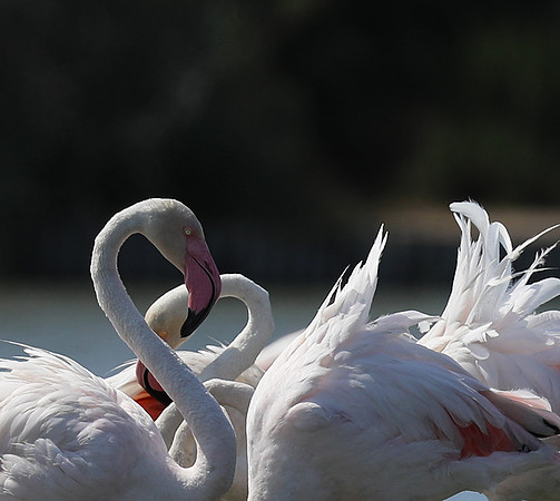 Pont de Cau - Camargue