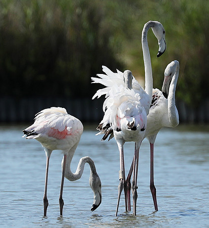 Pont de Cau - Camargue