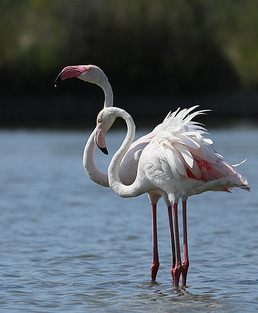 Pont de Cau - Camargue