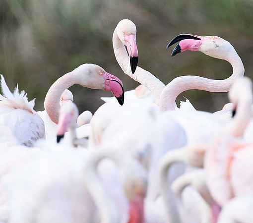 Flamingos - Pont de Cau - Camargue