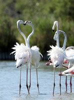 Pont de Cau - Camargue