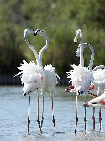 Pont de Cau - Camargue