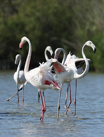Pont de Cau - Camargue