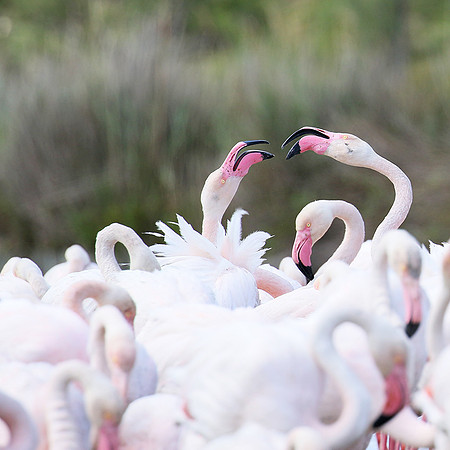 Flamingos - Pont de Cau - Camargue