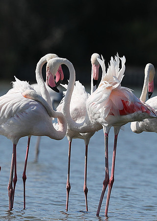 Pont de Cau - Camargue