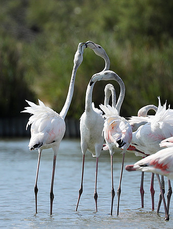 Pont de Cau - Camargue