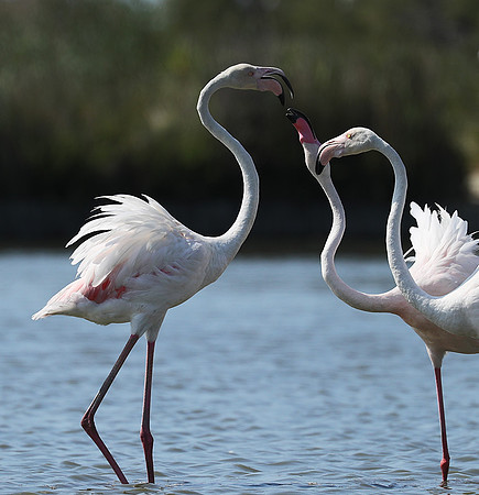 Pont de Cau - Camargue