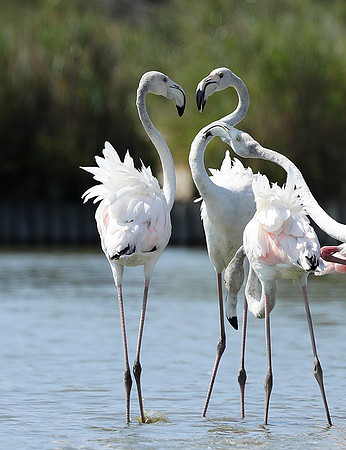 Pont de Cau - Camargue