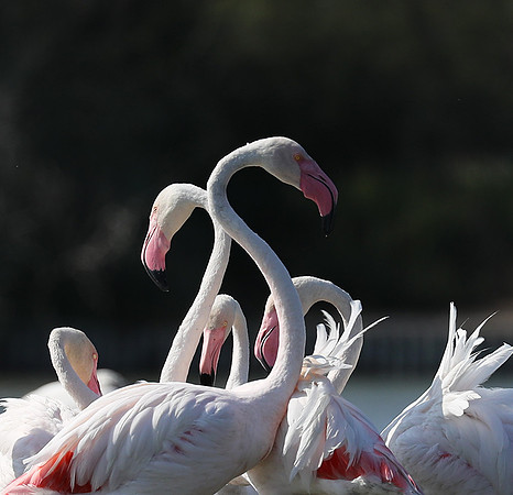 Pont de Cau - Camargue