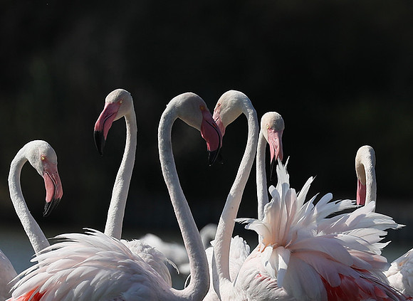 Flamingos - Pont de Cau - Camargue