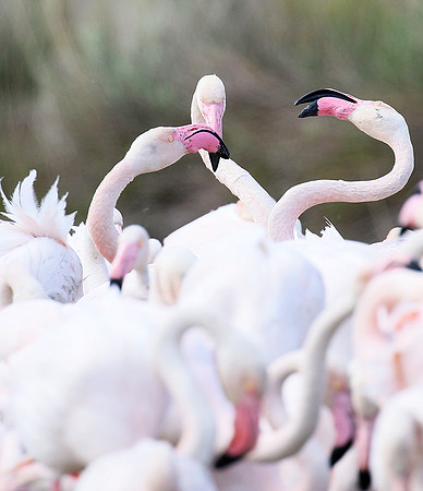 Flamingos - Pont de Cau - Camargue