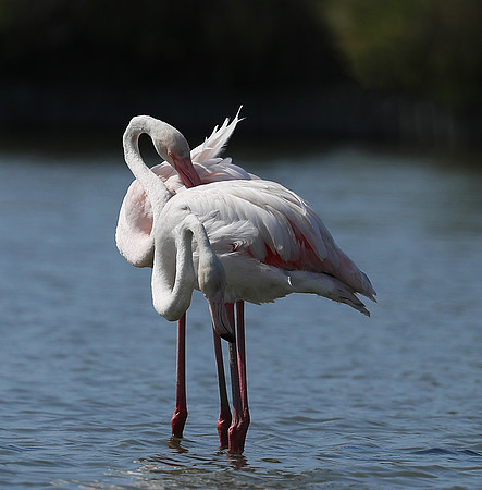 Pont de Cau - Camargue