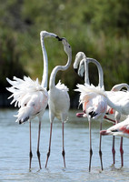 Pont de Cau - Camargue