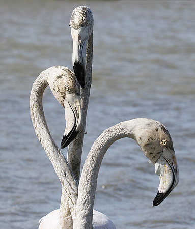 Pont de Cau - Camargue