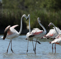 Pont de Cau - Camargue
