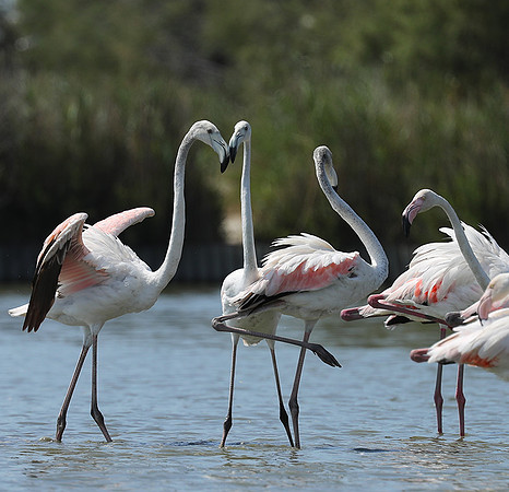 Pont de Cau - Camargue