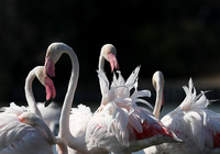 Flamingos