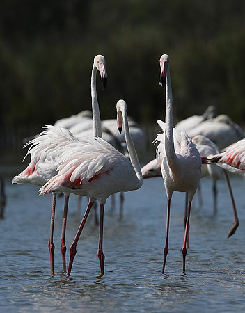 Pont de Cau - Camargue
