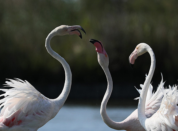 Pont de Cau - Camargue