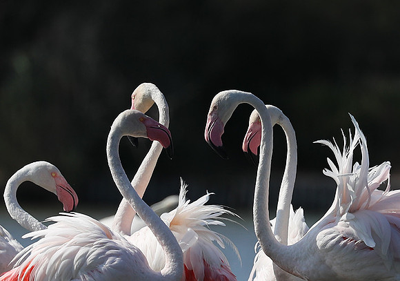 Flamingos - Pont de Cau - Camargue
