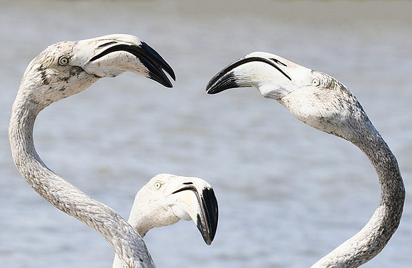 Flamingos - Pont de Cau - Camargue