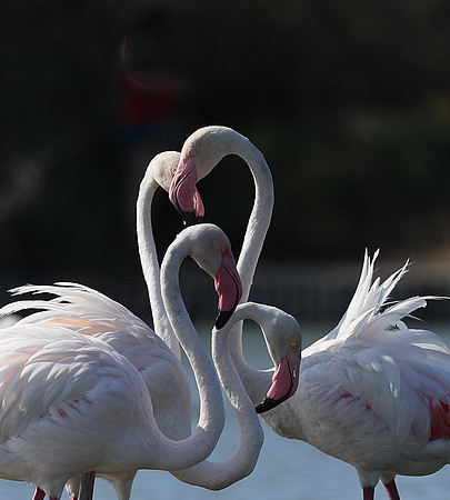 Pont de Cau - Camargue